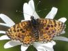 323984 – Photo : Bahuaud François – France (44)